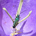 petit insecte bleu-vert à reflets métalliques : Oedemera nobilis