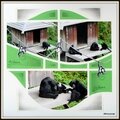 Pairi daiza 2014 - gibbons