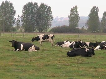 Vaches