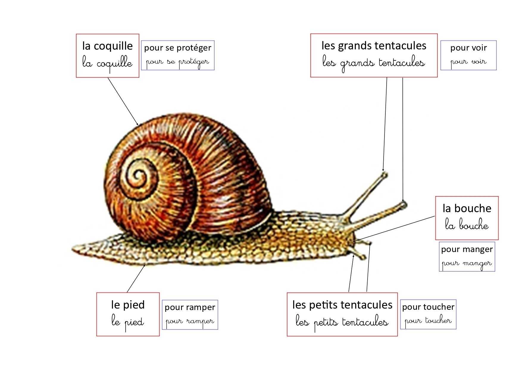 Documentaire - L'escargot - 100 DéfiS