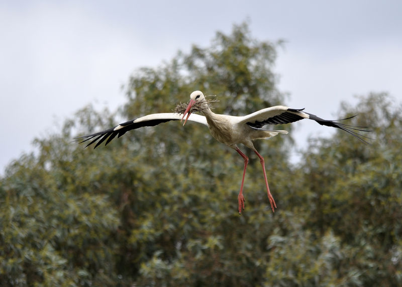 _DSC0059_Cigogne_