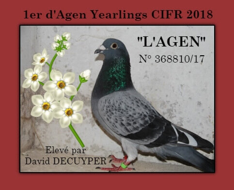 1er AGEN Yearlings DECUYPER