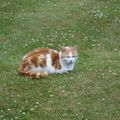 le chat de cantorbery abbey