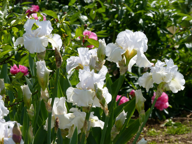 iris madeira belle (12)
