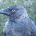 Q) Les oiseaux