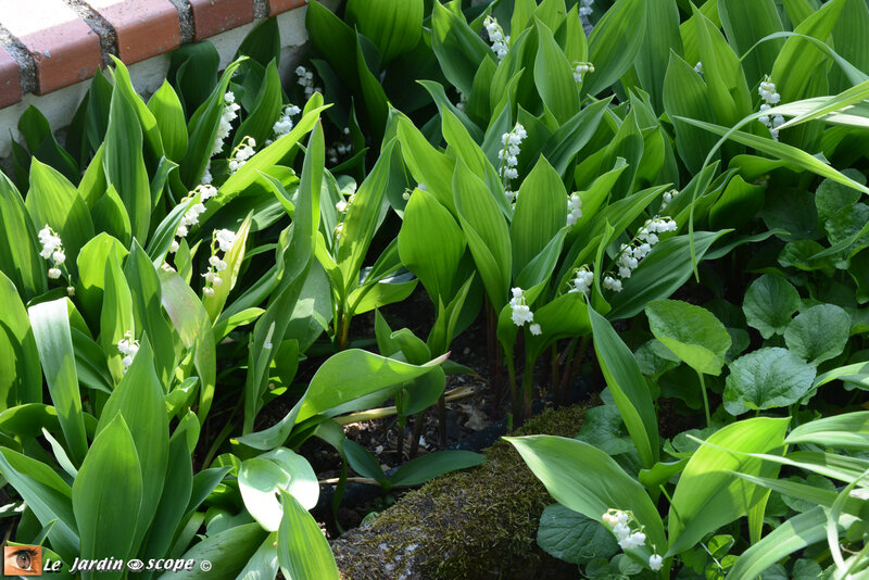 Muguet-2