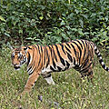 Inde - des tigres en forme dans le parc national de manas