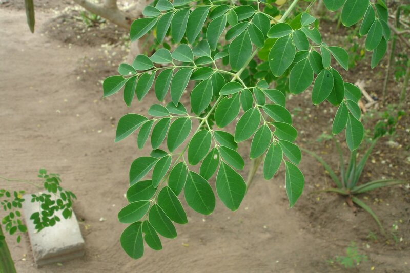 Feuilles de moringa