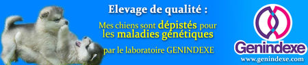 banniere_maladie_chien