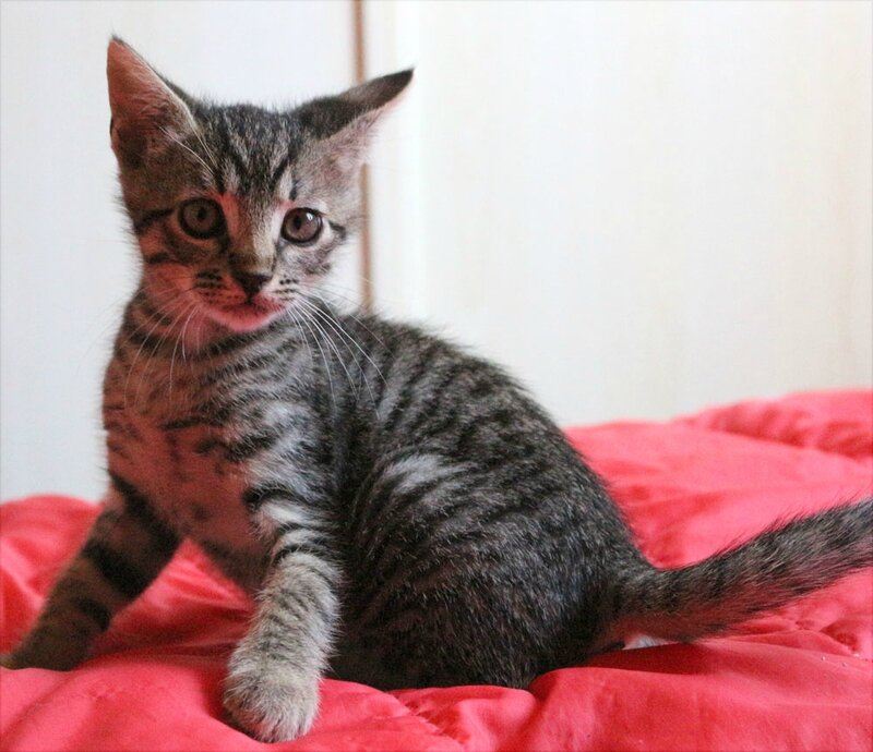 Parrainer Un Chat Ou Un Chaton Association Les Chabadas 40