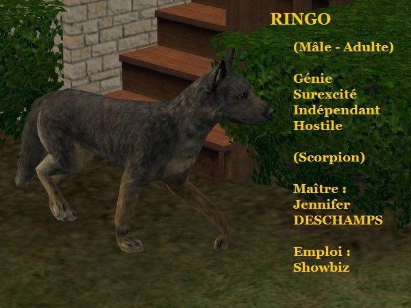 RINGO