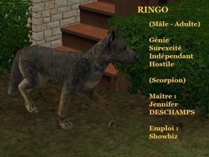 RINGO