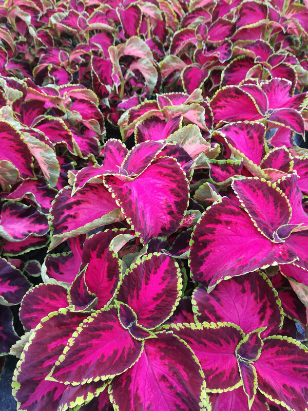 22 Coleus Chocolat