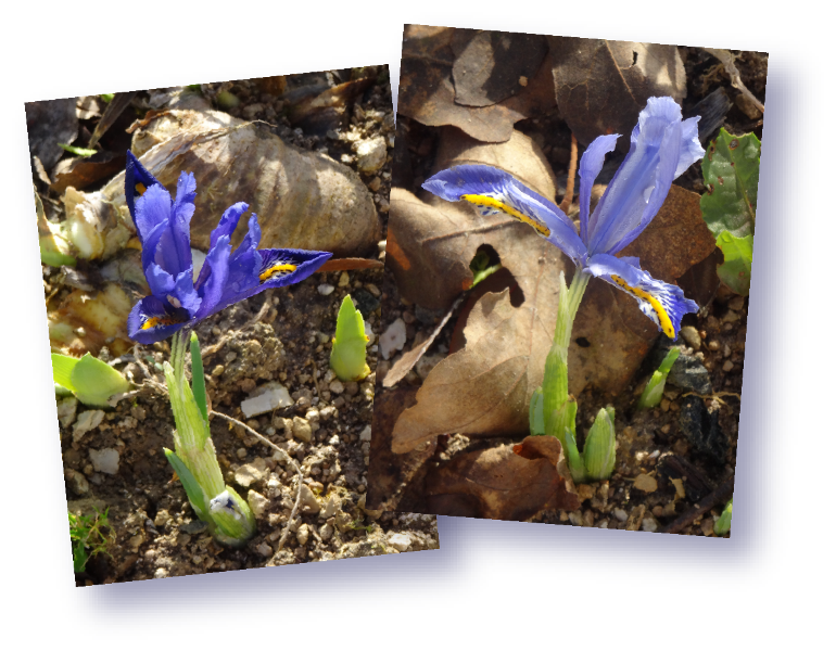 iris probablement reticulata