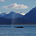 Baleine