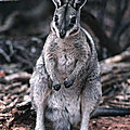 Australie - une population d'onychogales bridés (wallabies) sauvée de l'extinction