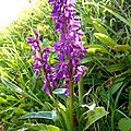 Orchis Mâle...