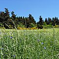 Bleuets dans les champs