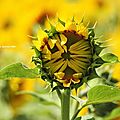 DSCN4692
