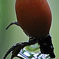 Rosier - cynorhodon