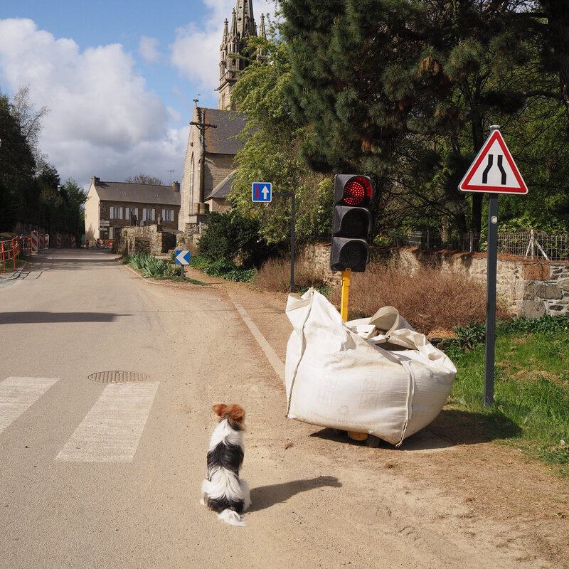 CORONA LES RÈGLES CHIEN