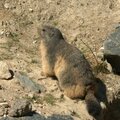 Marmotte des Alpes - Marmota marmota (1)