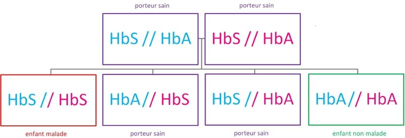 Un enfant biracial peut il avoir la drepanocytose