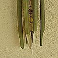 carillon noix de coco-bambou-coquille moule eau douce