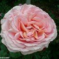 Abraham Darby