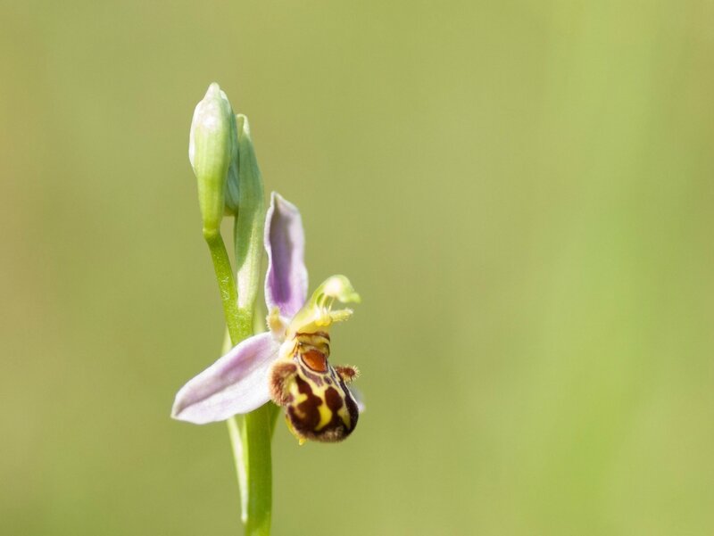 Ophrys Abeille - Ophrys apifera