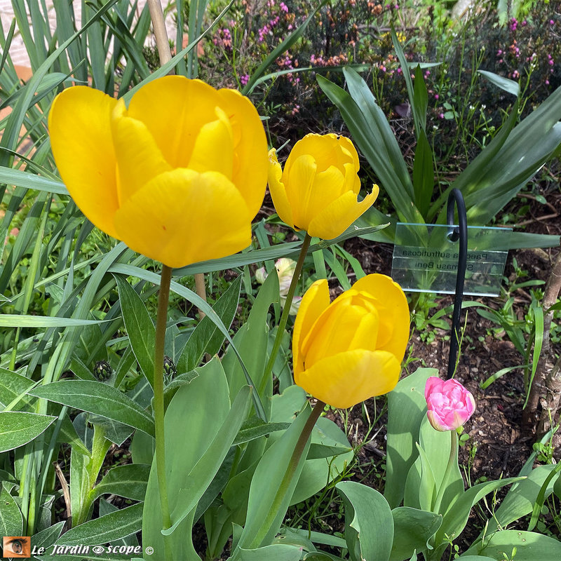 Tulipes Darwin Hybrides 2