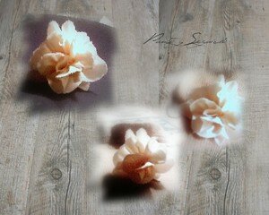 rosa