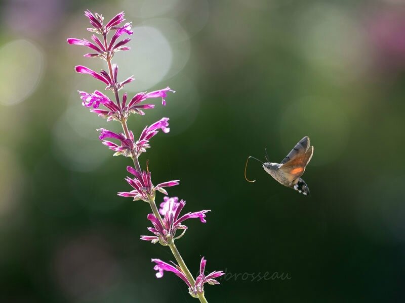 papillon-moro-spinx2