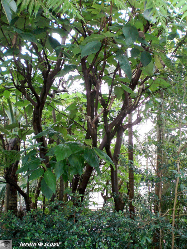 CIMG1445_Ficus