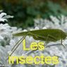 INSECTES_DE_NOS_PARCS_ET_JARDINS