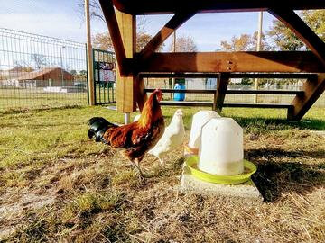 poules-ALSH_large