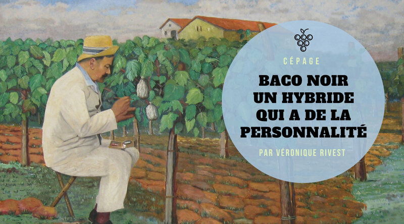 Exquis-Web-VINS-CÉPAGE-baco-noir-hybride-qui-a-de-la-personnalité-PAR-VÉRONIQUE-RIVEST