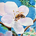 Aquarelles