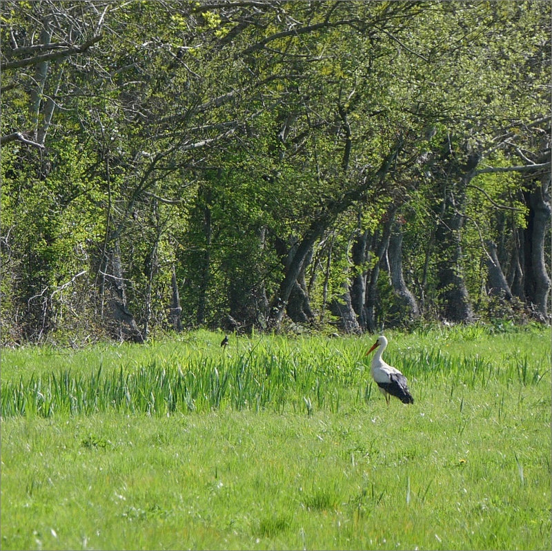 Roussille matin 090423 ym 13 oiseau cigogne