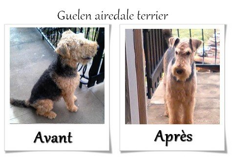 DOG CHRIS AVANT APRES04