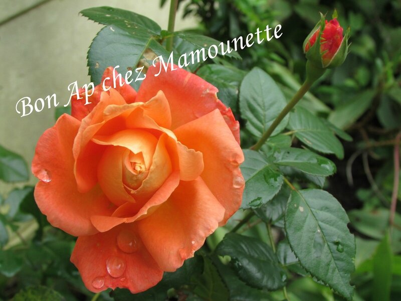 Roses au jardin octobre 2013 012