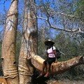 Baobab - Toliara