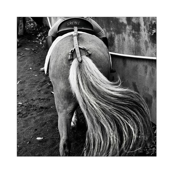 équitation_c_nb
