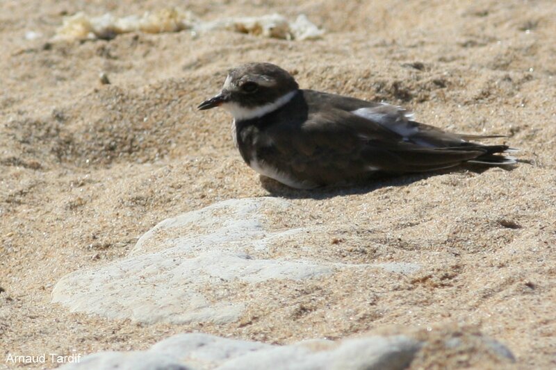 Les oiseaux du bord de mer