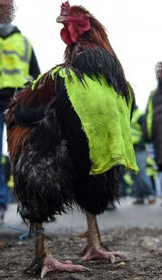 coqgiletjaune