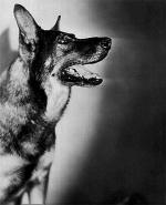 330px-Rin_Tin_Tin_1929