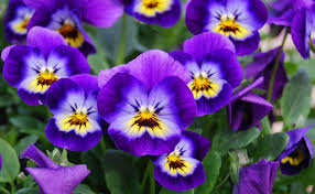 Birth Flowers: February - Violets & Primroses | February birth ...