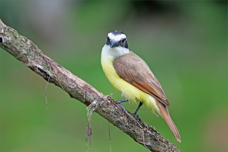 J5 CR Esquinas lagune 081218 ym 14 oiseau Tyran Quiquivi