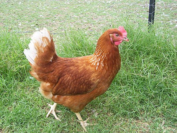 Donner Des Lentilles Crues Aux Poules Faire un poulailler et avoir un poulailler chez soi..et des poules