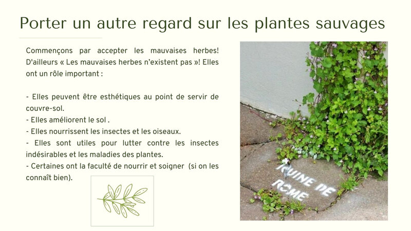 Jardin naturel : plantes sauvages